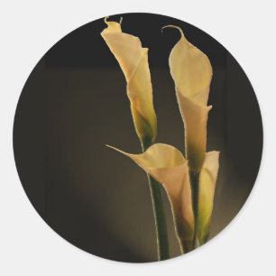 Etiqueta do lírio de Calla