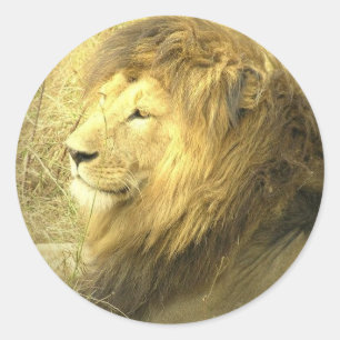 Etiqueta do orgulho do leão