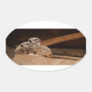 Etiqueta do Oval de Meerkat