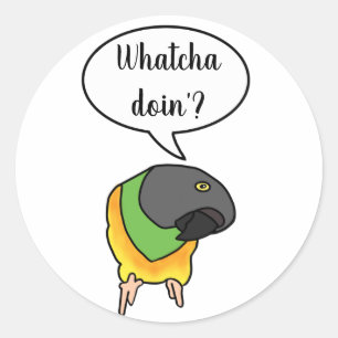 Etiqueta do papagaio de Senegal