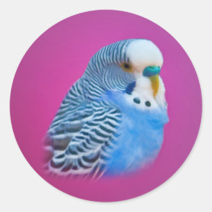 Etiqueta do Parakeet