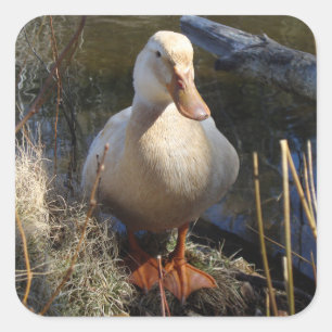 Etiqueta do pato de Saxony