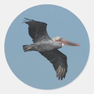 Etiqueta do pelicano 14 do vôo