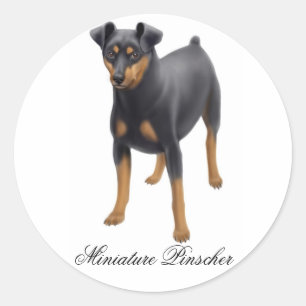 Etiqueta do Pinscher diminuto