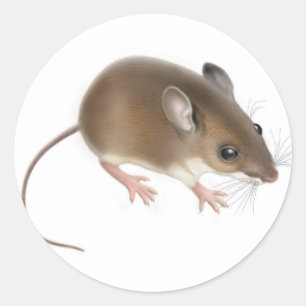 Etiqueta do rato de cervos