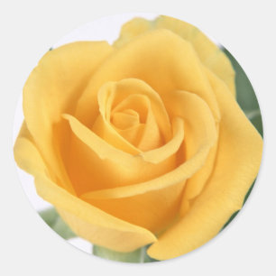 Etiqueta do rosa amarelo