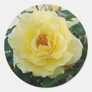 Etiqueta do rosa amarelo