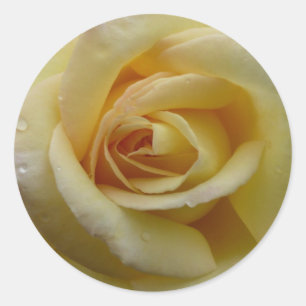 Etiqueta do rosa amarelo