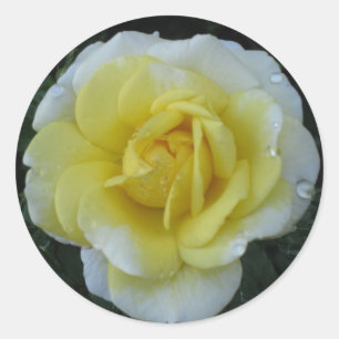 Etiqueta do rosa amarelo