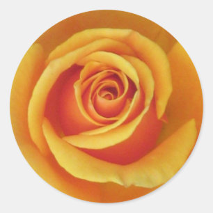 Etiqueta do rosa amarelo
