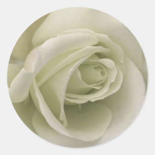 Etiqueta do rosa branco