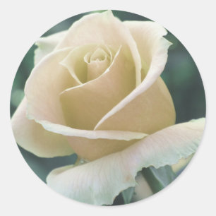 Etiqueta do rosa branco