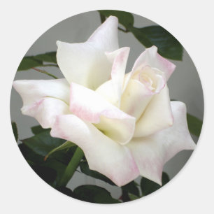 Etiqueta do rosa branco