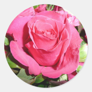 Etiqueta do rosa do rosa