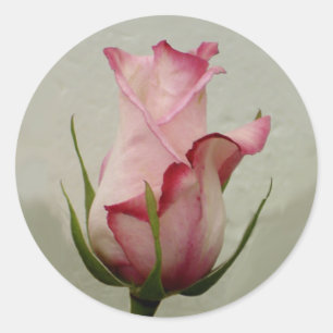 Etiqueta do rosa do rosa