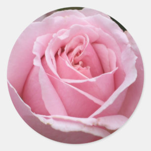 Etiqueta do rosa do rosa