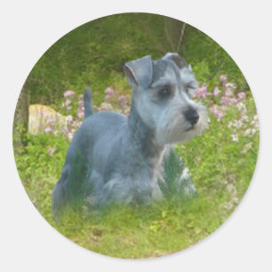 Etiqueta do Schnauzer diminuto
