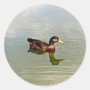 Etiqueta do selo do envelope do pato