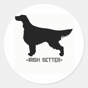 Etiqueta do setter irlandês