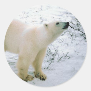 Etiqueta do urso polar