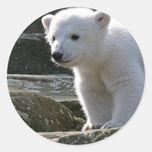 Etiqueta do urso polar do bebê