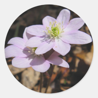 Etiqueta do Wildflower de Lavendar