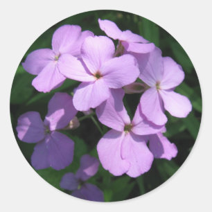 Etiqueta do Wildflower de Lavendar