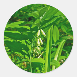 Etiqueta do Wildflower do selo de Solomon