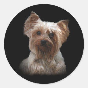 Etiqueta do yorkshire terrier