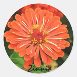Etiqueta do Zinnia
