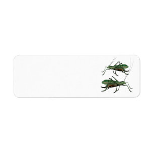 Etiqueta Dois gafanhotos verdes/Katydids