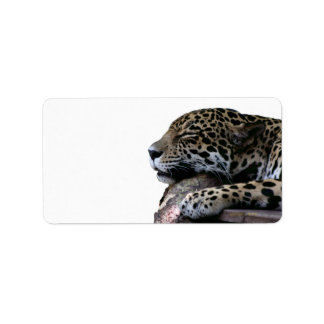 Etiqueta Dormindo Jaguar sem fundo