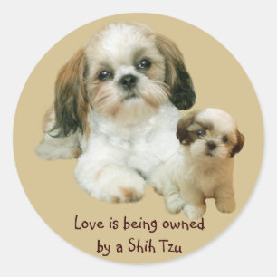 Etiqueta dos amigos de Shih Tzu