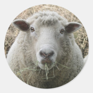 Etiqueta dos carneiros do animal de estimação