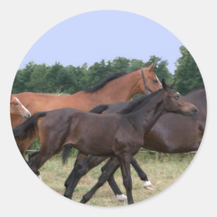 Etiqueta dos cavalos selvagens