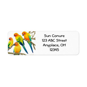 Etiqueta dos papagaios de Sun Conure