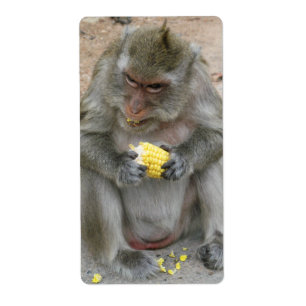 Etiqueta É o meu!... Macaco Wild Thai Macaque