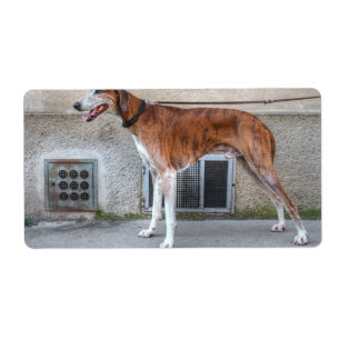 Etiqueta Elder Brindle Greyhound