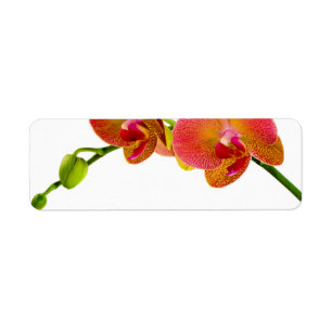 Etiqueta Elegant Orange Orchids Custom Blank Labels