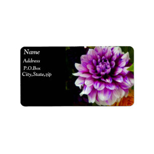 Etiqueta Elogios do amor