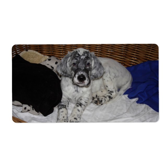 Etiqueta English Setter Puppy (Frente)