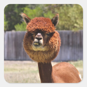 Etiqueta engraçada da alpaca
