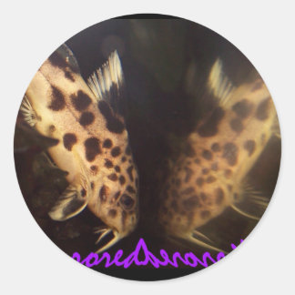 Etiqueta espelhada peixe-gato de Synodontis