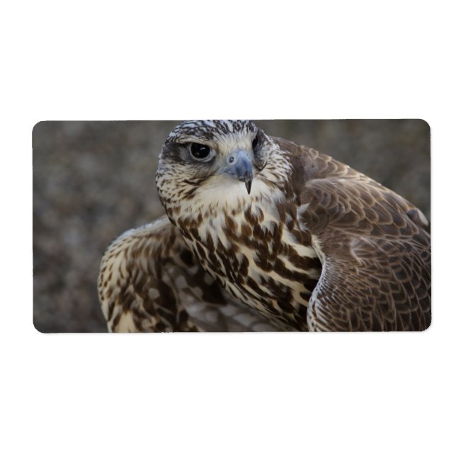 Etiqueta Falco cherrug (Frente)