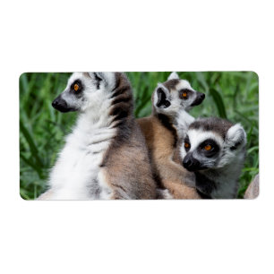 Etiqueta Família de Lemur de Ring-tail