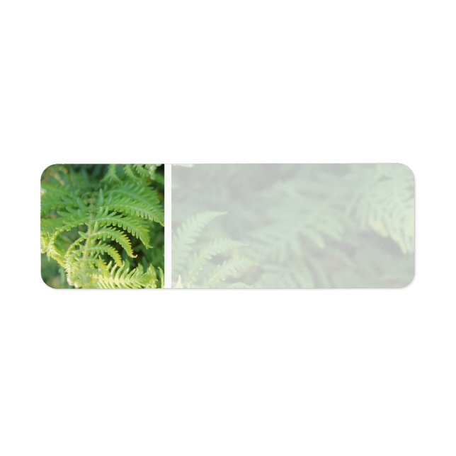 Etiqueta Fern Sai. (Frente)