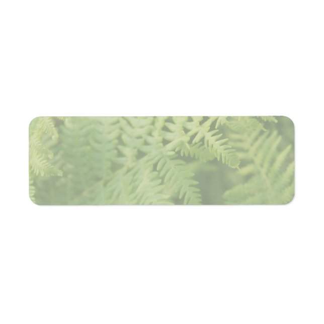 Etiqueta Fern Sai, Verde Claro. (Frente)