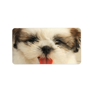 Etiqueta Filhote de cachorro bonito Shih Tzu