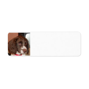 Etiqueta Filhote lw inglês_Springer_Spaniel