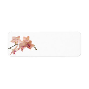 Etiqueta Flor cor-de-rosa da orquídea do Dendrobium -